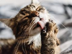 licking a pusy